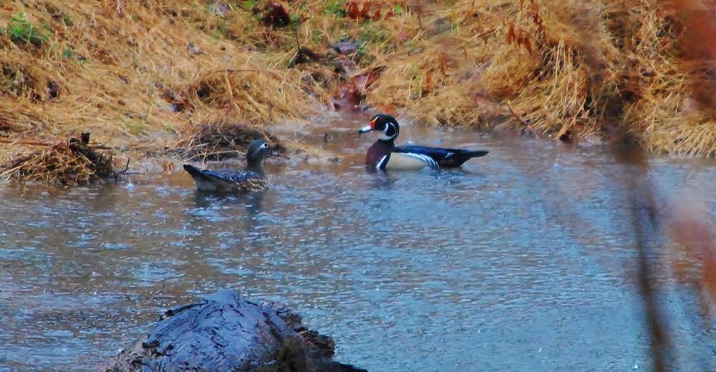 Hunting Fort Campbell iSportsman